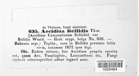 Aecidium bellidis image